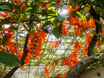 Close-up of orange fruits on tree