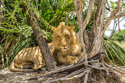 Lion in selous national park