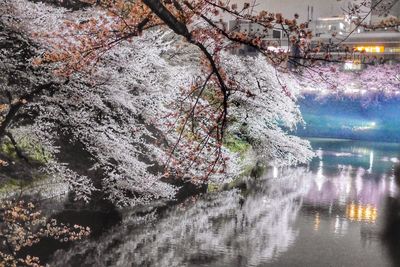 Reflection of trees in water