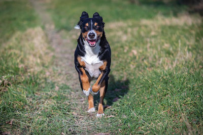 Dog running on field