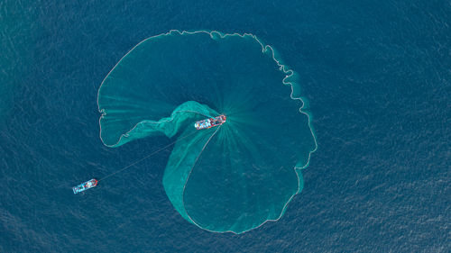 High angle view of jellyfish swimming in sea