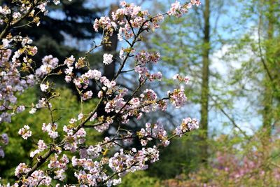 Close-up of blossom tree