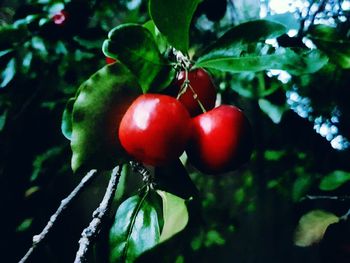 Close-up of tomatoes growing on tree