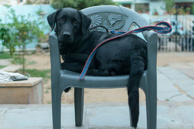 Portrait of black dog sitting on plastic chair