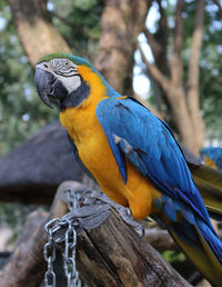 Bird perching on a tree