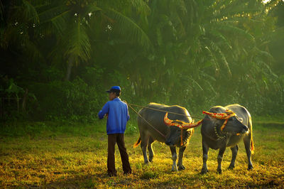 Rear view of man with cattles on field 