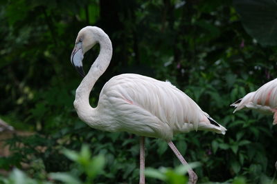 Close-up of flamingo