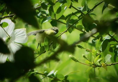 Bird perching on tree trunk