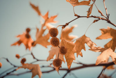 Close-up of orange flowering plant against sky