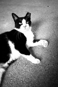 Portrait of cat sitting