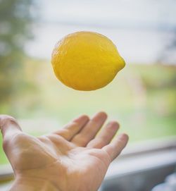 Close-up of hand catching lemon