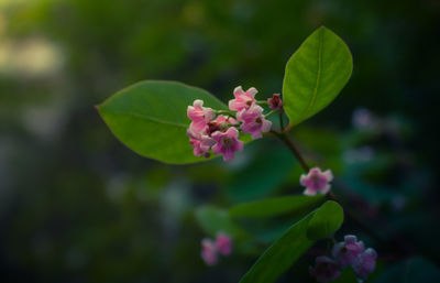 Close-up of pink flowers blooming outdoors