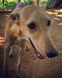 Close-up portrait of dog on field