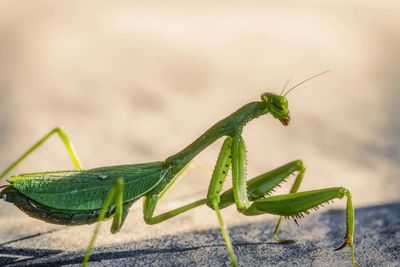 Close-up of insect on leaf