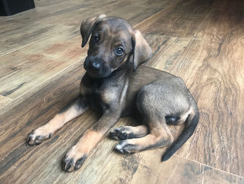 Portrait of dog sitting on wooden floor