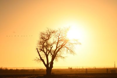 Silhouette tree against sky during sunset