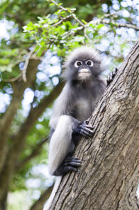 Portrait of monkey sitting on tree