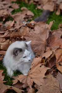 High angle view of cat on dry leaves during autumn