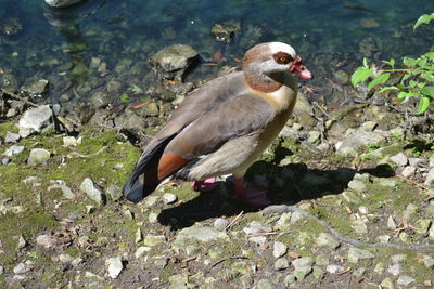 Close-up of duck in lake