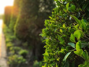 Close-up of fresh green plant