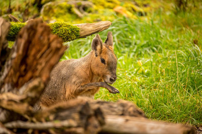 Patagonian mara or cavy licking its leg