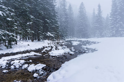 Snow covered land and trees in forest