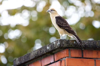 Close-up of bird perching on roof against blurred background