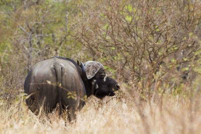 View of elephant in forest