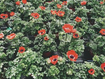 High angle view of poppies blooming outdoors