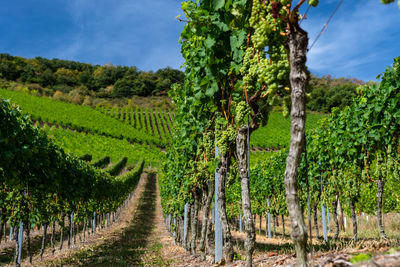 Ripening white grapes close-up on a vine plantation on a beautiful hot, sunny, summer day germany.