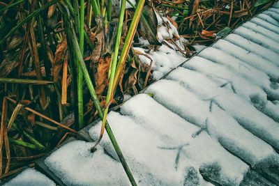 Plant growing in water