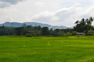 Scenic view of farm against sky