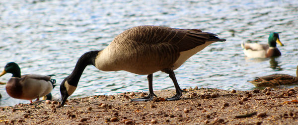 View of goose