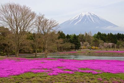 Flowers by pond against mt fuji