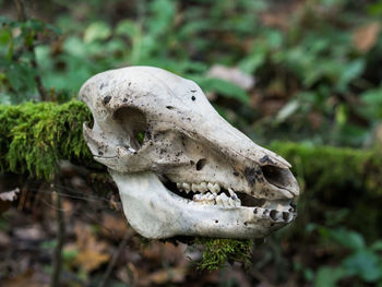 Close-up of deer skull in forest