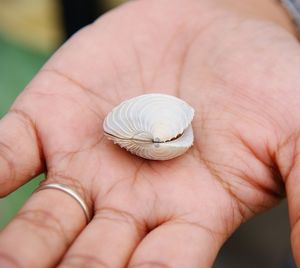 Close-up of person holding shell