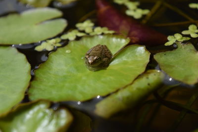 Close-up of green leaf on water