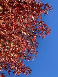 Low angle view of autumnal tree against clear blue sky