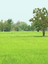 Scenic view of grassy field