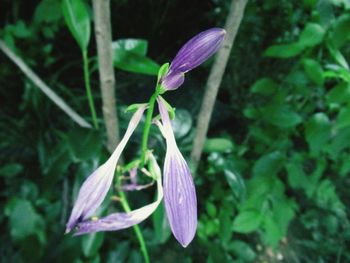 Close-up of purple crocus blooming outdoors