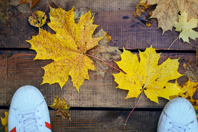 High angle view of yellow maple leaves on table