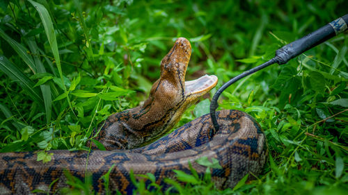 A big and ferocious python catches snakes by hand, beautiful striped boa in a fertile forest.