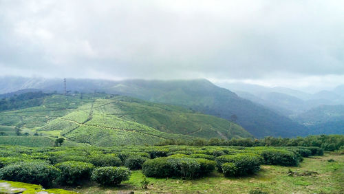Scenic view of agricultural landscape against sky