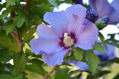 Close-up of purple flowering plants