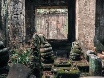 Plants in old abandoned building