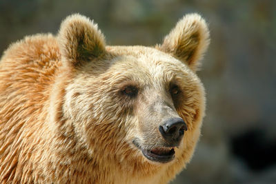 Close-up of bear