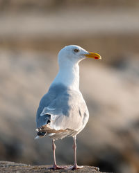Close-up of seagull perching