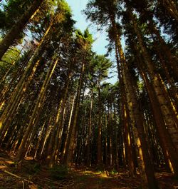 Low angle view of bamboo trees in forest