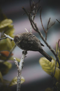 Close-up of bird perching on branch