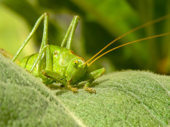 Close-up of insect on leaf